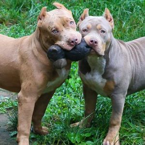 Meet your Posher, Russell